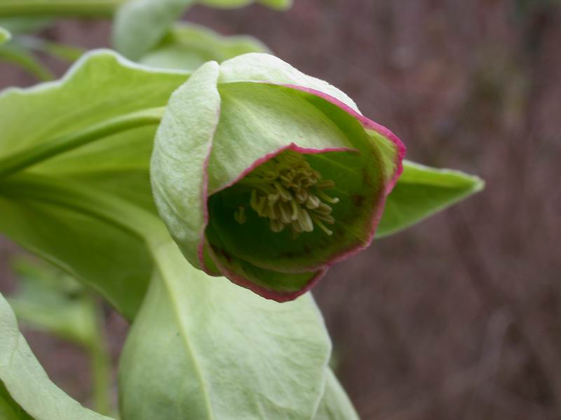 Helleborus foetidus